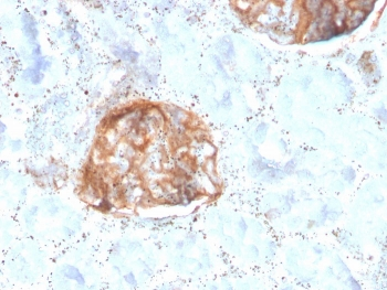 MTAP Antibody