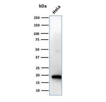 NME1 Antibody / NM23
