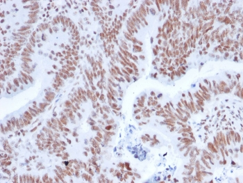 NRF1 Antibody / Nuclear Respiratory Factor 1