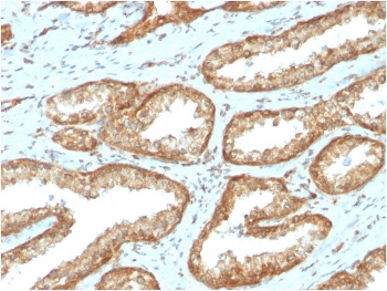 YB1 Antibody / Y-box-binding protein 1