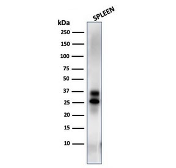 Granzyme B Antibody