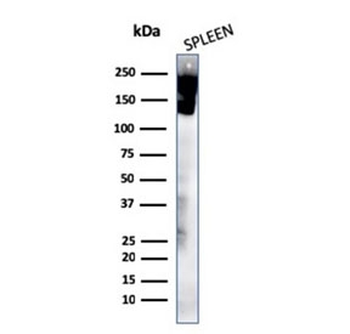 CD45 Antibody (Leukocyte marker)