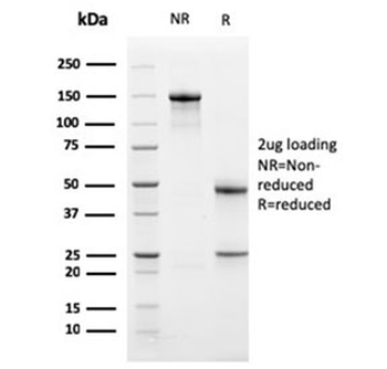 Bcl-X Antibody