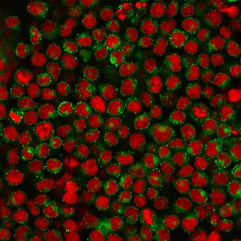 CD27 Antibody