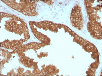 c-RET Antibody