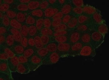 HA Tag Antibody