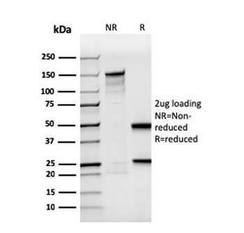 BrdU Antibody / Bromodeoxyuridine