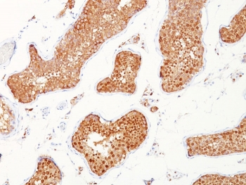 INHA Antibody / Inhibin alpha