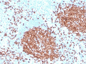 PAX5 Antibody