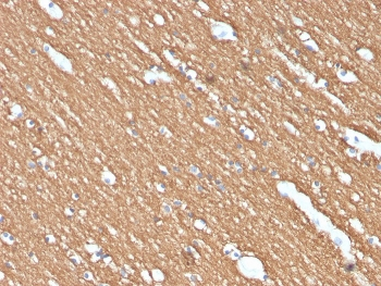 MBP Antibody / Myelin Basic Protein