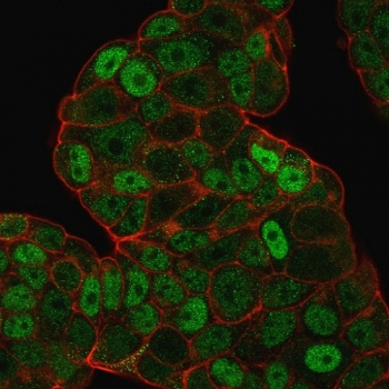 p27 Antibody / p27Kip1