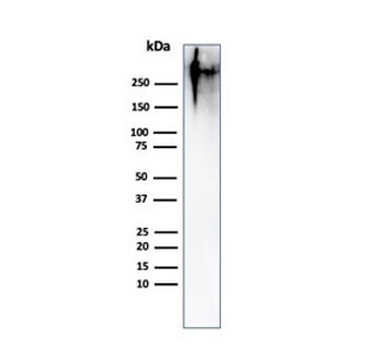 MUC1 Antibody / Mucin-1