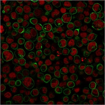 CD45RA Antibody (Leukocyte marker)