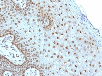 c-Myc Antibody