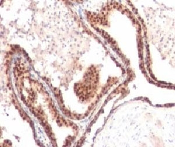 p27 Antibody / p27Kip1