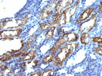 Interferon gamma Antibody / IFNG