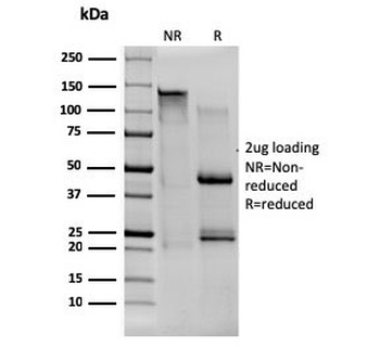 CD80 Antibody