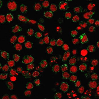 CD15 Antibody / SSEA-1