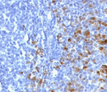 IgG Heavy Chain Antibody