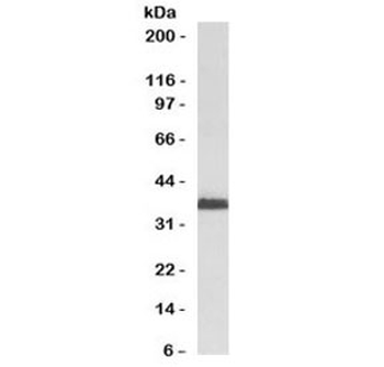 RAD51 Antibody