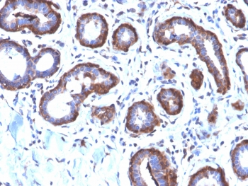 FTL Antibody / Ferritin light chain