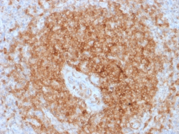 CD79a Antibody