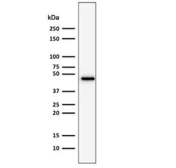 KRT19 Antibody / Cytokeratin 19