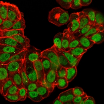 FOXA1 Antibody