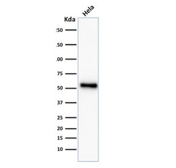 p53 Antibody / TP53