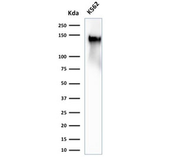 CD43 Antibody
