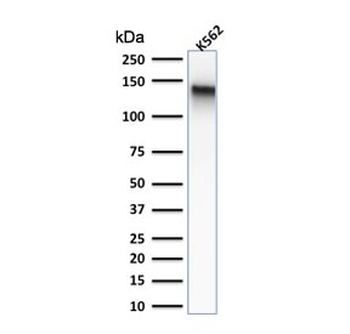 CD43 Antibody