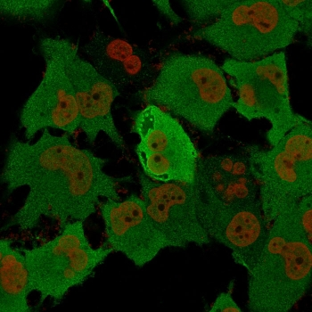PGP9.5 / UchL1 Antibody