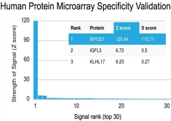 MyoD1 Antibody