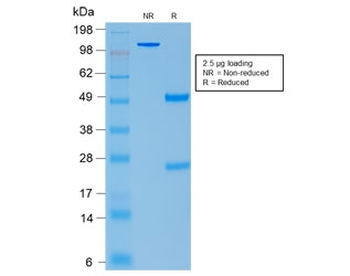 CLIP Antibody / ACTH