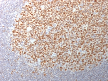 Bcl6 Antibody