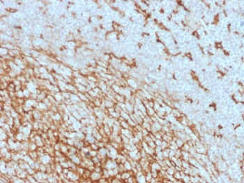 CD14 Antibody