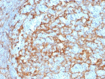 CD14 Antibody