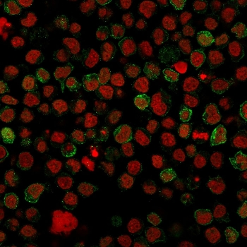 CD22 Antibody