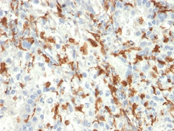 IBA1 Antibody / AIF-1