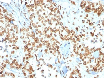 Emerin Antibody