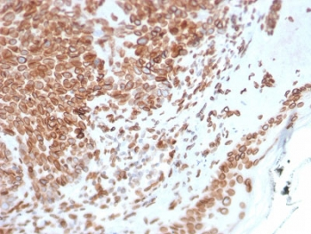 Emerin Antibody