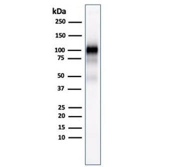 Glycoprotein 2 Antibody / GP2 / ZAP75
