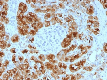 Glycoprotein 2 Antibody / GP2 / ZAP75
