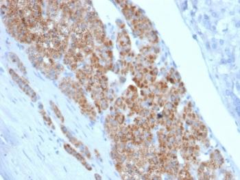 StAR Antibody / Steroidogenic acute regulatory protein