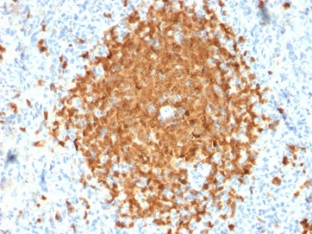 POU2AF1 Antibody / BOB-1