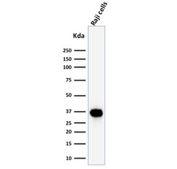 POU2AF1 Antibody / BOB-1