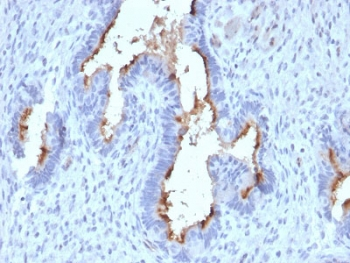 Podocalyxin Antibody / PODXL