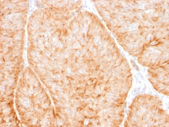 GLUT1 Antibody / SLC2A1