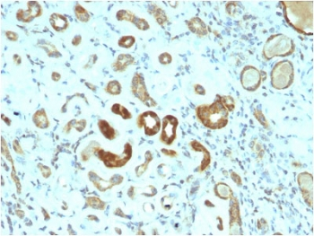 STAT3 Antibody