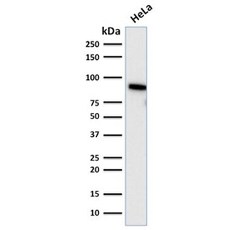TLE1 Antibody